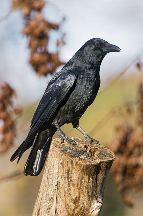 American crow (Corvus brachyrhynchos) Crow Photography, Crow Pictures, Rabe Tattoo, Crow Photos, Crow Flying, Crows Drawing, American Crow, Animals Tattoo, Bird Quotes