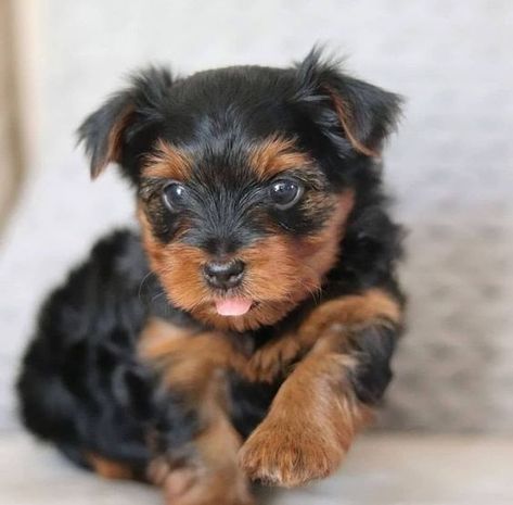 Teacup Yorkie Puppies For Sale Near Me, Teacup Yorkie For Adoption, Tea Cup Yorkie, Micro Teacup Yorkie, Teacup Yorkies For Sale, Teacup Dog Breeds, Yorkie Poo Puppies, Yorkie Puppies For Adoption, Baby Yorkie