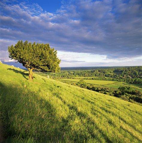 On Box Hill Tree On A Hill, Stump Grinding, Landscaping On A Hill, Box Hill, Service Website, Places In England, Surrey England, Tree Service, British Countryside