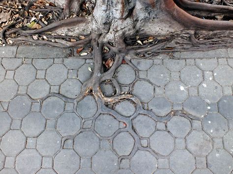 ADAPTIVE ROOTS IN THE CONCRETE JUNGLE   Photograph by HORST KIECHLE   In this fantastic sighting by photographer Horst Kiechle, we see the roots of a tree in Bangkok, Thailand (Lat Yao, Chatuchak to be exact) growing into the grooves and cracks of an interlocking sidewalk. Not only do the colour of the roots [...] Wow Photo, Tree Photography, Tree Roots, Flower Bed, Concrete Jungle, Pics Art, Beautiful Tree, Amazing Nature, The Tree