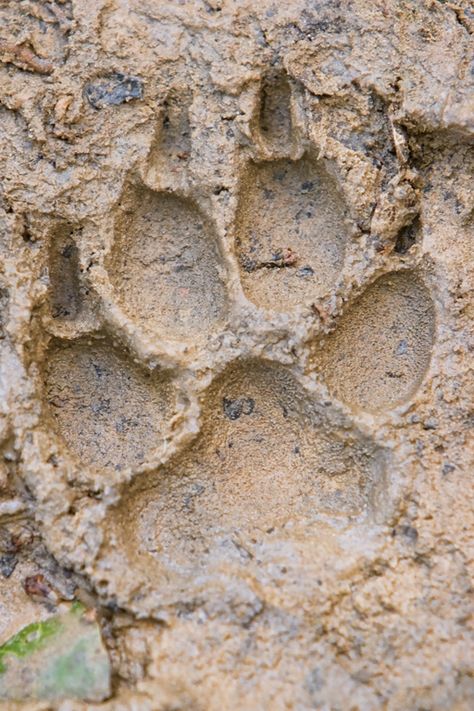 Mountain Lion tracks - Bing Images Lion Footprint, Mountain Lion Tattoo, Lion Paw Print, Lion Anatomy, Lion Paws, Camping Tips And Tricks, California Mountain, Claw Marks, Mountain Lions