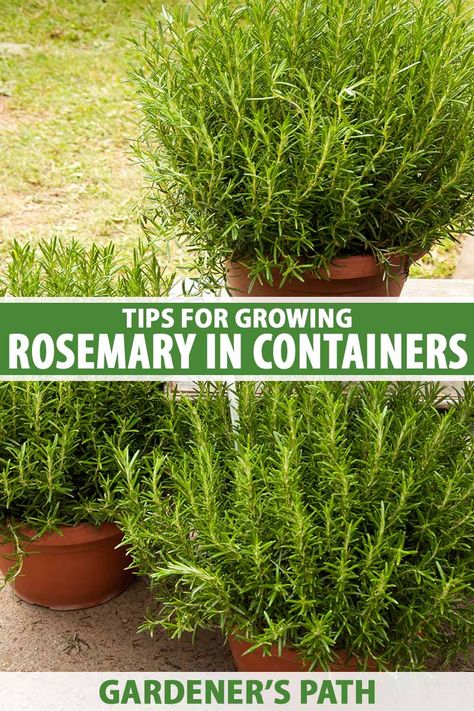 A close up vertical image of large terra cotta pots growing large rosemary plants set on a patio with a lawn in the background. To the center and bottom of the frame is green and white printed text. Things To Make With Fresh Rosemary, Potted Herb Garden Ideas, Rosemary In Pots, Plant Rosemary, How To Grow Rosemary, Herb Planting, Grow Rosemary, Container Herb Garden, Growing Herbs Indoors