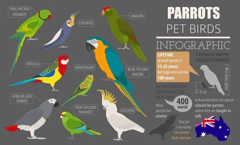 Types Of Parrots, Types Of Pet Birds, Ring Necked Parakeet, Australian Parrots, Bird Breeds, Bird Mom, Amazon Parrot, African Grey Parrot, Types Of Animals