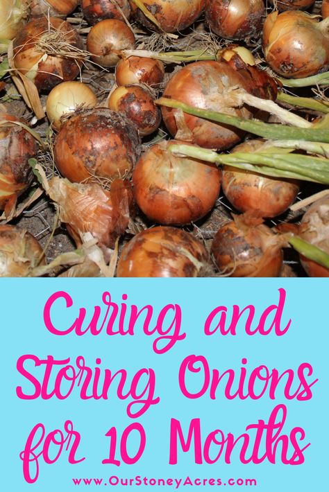 Store Onions, Storing Onions, Growing Onions, Vegetable Gardening Ideas, Vegetable Garden Tips, Root Cellar, Organic Vegetable Garden, Backyard Vegetable Gardens, Survival Gardening