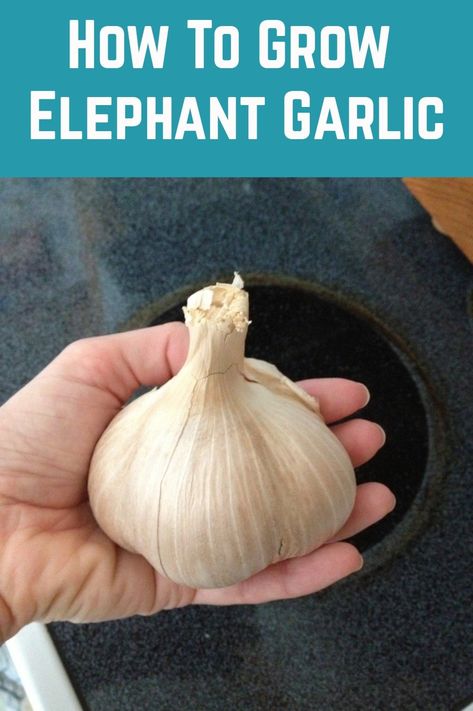 If you are looking for something a little different to grow in your garden, elephant garlic is for you. Elephant Garlic, Growing Vegetables At Home, Garlic Flower, Herbs Growing, Harvesting Garlic, Planting Garlic, Garlic Seeds, Growing Garlic, Backyard Greenhouse