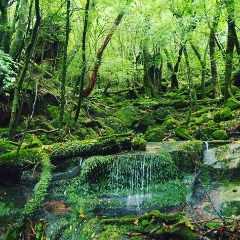 Yakushima Forest, Yakushima Island, Moana Jr, Summer Places, Places To Visit In Japan, Japan Honeymoon, Places In Japan, History Aesthetic, Yakushima