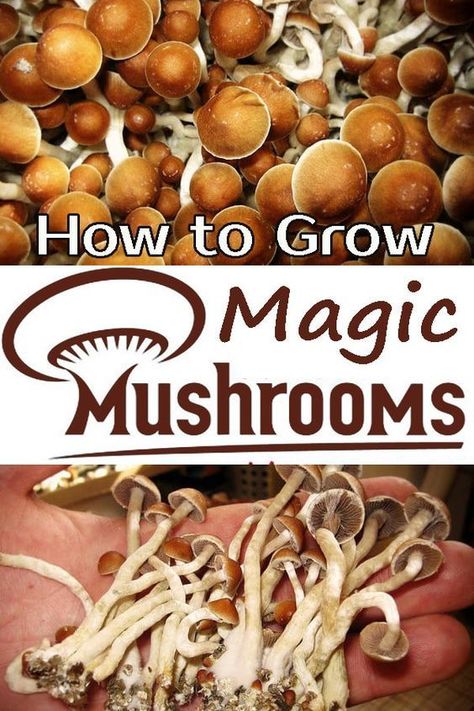 How to Grow Magic Mushrooms! >>watch video lessons Have you ever wondered How to Grow Magic Mushrooms in the back of your garden? Well, we have got your back with these simple and efficient steps! Cooking Mushrooms, Mushroom Farming, Edible Wild Mushrooms, Growing Mushrooms At Home, Garden Well, Mushroom Benefits, Mushroom Growing, Mushroom Cultivation, Plantas Vs Zombies