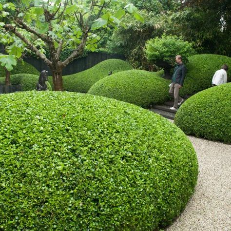 Modern Japanese Garden Landscapes, Japanese Garden Backyard, Modern Japanese Garden, Garden Front Of House, Japanese Garden Landscape, Garden Hedges, Topiary Garden, Farmhouse Landscaping, Japanese Garden Design