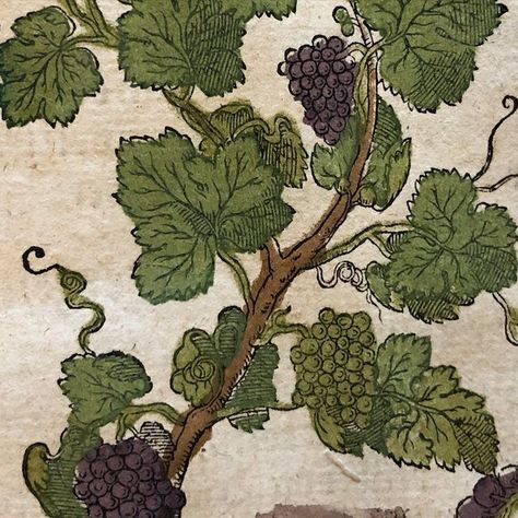 @bibliotheca_rarebooks on Instagram: "🍇Vitis or grapes According to archeological evidence, grapes have been enjoyed and known by humans for the whole of their existence. The earliest cultivation of domesticated grapes is recorded approximately 6000 BCE. Grapes have primarily been used for winemaking purposes. In antiquity, since water wasn’t always safe to consume, wine was the preferred drink. Grapes were an important feature in ancient mythology, and did even have their own god, Dionysus or God Dionysus, Grapes Wine, Greek Wine, Greek Pantheon, Mr D, Greek Gods And Goddesses, Ancient Mythology, Greek Myths, The Secret History