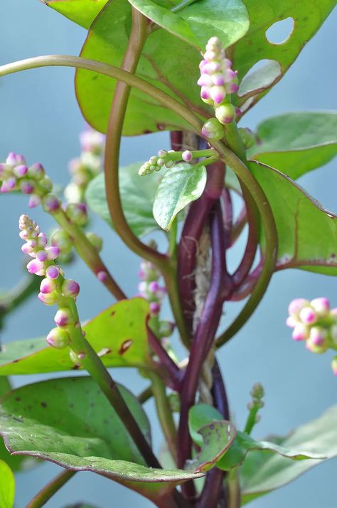 How to Grow Malabar Spinach, an Edible Tropical Vine - Dengarden Spinach Garden, Malabar Spinach, Vegetable Garden Tips, Growing Vines, Sunny Window, Home Grown Vegetables, Heirloom Vegetables, Garden Veggies, Earth Nature