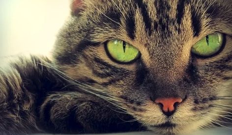 What You Can Learn From Your Cat's Pupils Cat Pupils, Cat Tips, Animal Doctor, Kick Backs, How To Make Notes, Big Dogs, Cool Eyes, Have You Ever, His Eyes