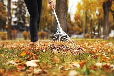 Person raking dry leaves outdoors on autumn day. Closeup #Sponsored , #Advertisement, #AD, #raking, #leaves, #day, #dry Raking Leaves, Fall Clean Up, Dry Leaves, Dry Leaf, Yard Work, Autumn Day, Garden Tools, Lawn, Photo Image