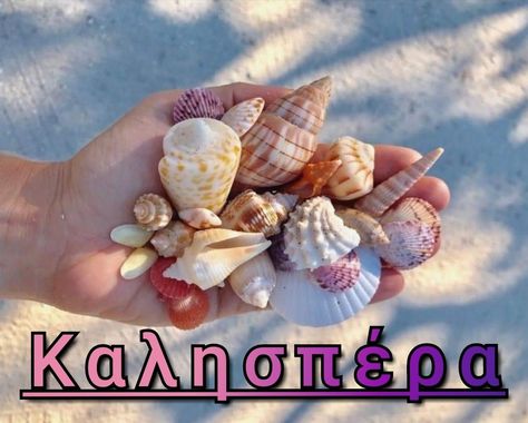 Sanibel Florida, Sanibel Shells, Creature Marine, Art Coquillage, Sanibel Island Florida, She Sells Seashells, Shell Beach, Sanibel Island, Beach Combing