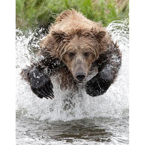 A Brown Coastal Bear charges powerfully across the river in Bristol Bay, Alaska, in an attempt to catch a salmon. Charles snapped the image from the bank of the river, just feet away. Alaskan Brown Bear, Wow Photo, Amazing Animals, Grizzly Bear, Animal Planet, Animal Photo, Brown Bear, Animals Friends, Wildlife Photography