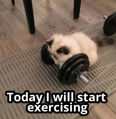 You don't need a new year to make a change, all you need is Monday! 💪 via PinkMelonFresh/Reddit #catfluence #catmemes #motivationmonday #doyouevenlift #gym We Can Be Friends, Cat Gym, Silly Cats Pictures, Silly Animals, Make A Change, Cat Person, Extremely Funny Jokes, Silly Pictures, Cute Memes