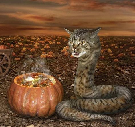 Cat Snake Cooking A Magical Potion Fotografi Digital, Weird Images, What’s Going On, Bored Panda, Funny Photos, Cat Memes, A Cat, Funny Images, Cute Cat