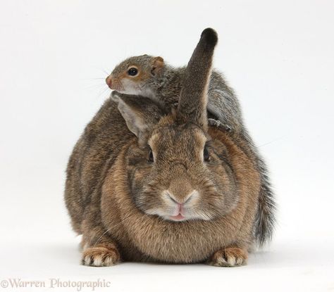 Grey Squirrel, Giant Bunny, Rabbit Life, Rabbit Photos, Big Bunny, Guinea Pig Cage, Bunny Lovers, Other Mothers, Animal Sanctuary