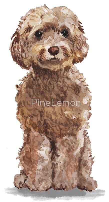 "Brown Cockapoo" Art Print by PineLemon | Redbubble Cockapoo Painting Acrylic, Cockapoo Art, Labradoodle Drawing, Brown Cockapoo, Dog Portrait Drawing, Watercolour Animals, Best Friend Family, Pet Paintings, Dog Drawings