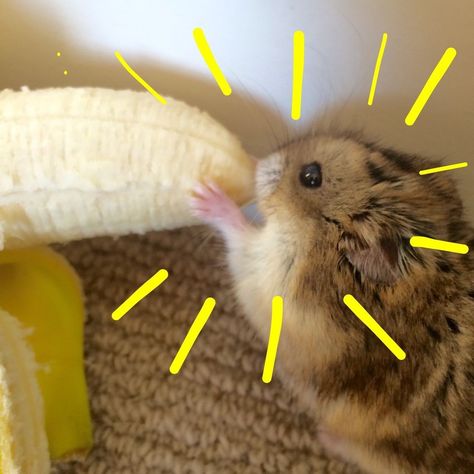 Phichit Chulanont, Baby Hamster, Eating Bananas, Hamsters, Littlest Pet Shop, Cute Little Animals, Baby Soft, Animals Friends, Beautiful Creatures