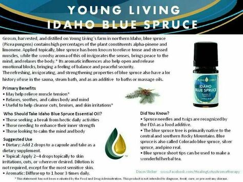 Benefits of Idaho Blu Spruce Idaho Blue Spruce Essential Oil, Idaho Blue Spruce, Spruce Essential Oil, Young Living Essential Oils Recipes, Yl Oils, Yl Essential Oils, Diy Body Care, Living Essentials Oils, Healing Oils