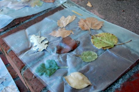 C, collage, senses, nature, N, leaf, L Clear Contact Paper Crafts, Collage Art Projects For Kids, Preschool Fall Theme, Diy Crafts For Toddlers, Contact Paper Crafts, Autumn Preschool Theme, Preschool Summer Camp, Simple Arts And Crafts, Autumn Collage