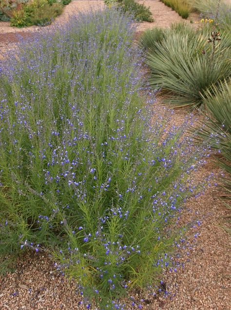 Autumn Sapphire sage Salvia reptans \\\'P016S\\\' Plant. Select. Another picture. Autumn Sage, High Country Gardens, Sage Plant, Landscaping Software, Perennial Grasses, Planting Design, Backyard Plants, Perennial Border, Blue Plants