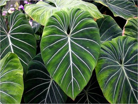 Tropical Rainforest Trees Leaf Rainforest Flowers, Rainforest Trees, Rainforest Theme, Rainforest Plants, Jungle Flowers, Tropical Tree, Tropical Foliage, Amazon Rainforest, Tropical Forest