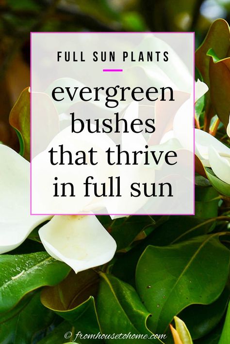 Full Sun Plants: Evergreen Bushes That Thrive In Full Sun | Gardening Best Plants For Front Of House Full Sun, Evergreen Shrubs Full Sun, Shrubs For Full Sun, Evergreen Bushes, Foundation Plants, Evergreens For Shade, Privacy Hedges, Full Sun Garden, Full Sun Shrubs