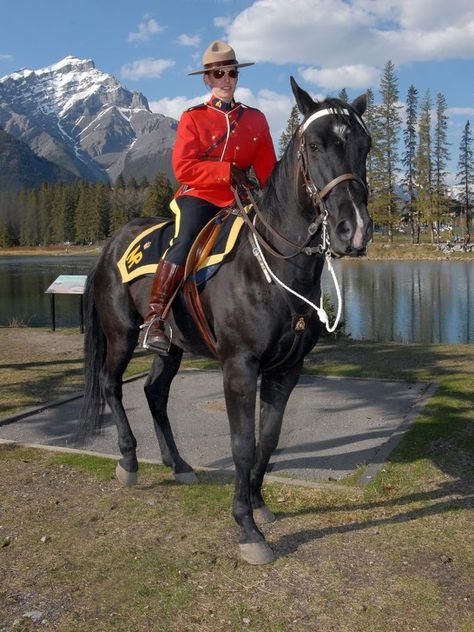 RCMP...Royal Mounted Police..They tend to use the Morgan breed, they are very smart, strong, powerful and have great stamina and are quite affectionate as well as fearless!! Canadian Mountie, All About Canada, Canadian Horse, Canadian Mounted Police, Morgan Horses, Canadian Things, Group Discussion, Mounted Police, Firefighter Apparel