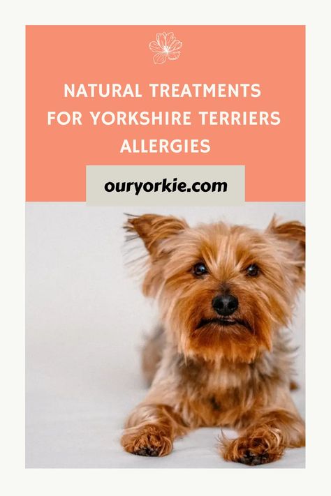 Allergy Medicine, Watery Eyes, Seasonal Allergies, Dog Allergies, Allergy Symptoms, Yorkshire Terriers, Dog Shampoo, Natural Treatments, Yorkshire Terrier