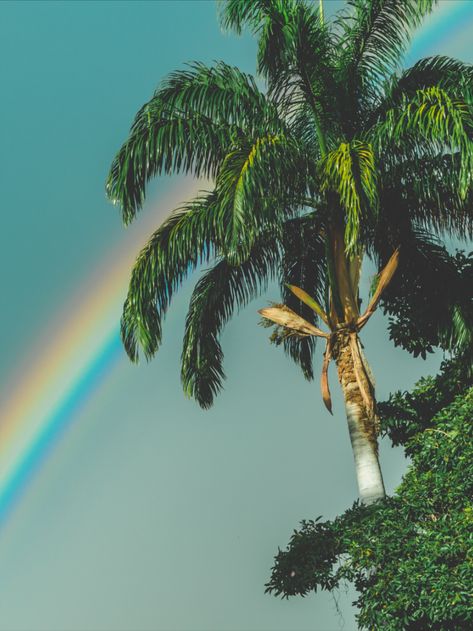 retro hawaii rainbow palm tree photo Palm Tree Photo, Retro Hawaii, Hawaii Rainbow, Sweet Photo, Tree Photo, Rainbow Sky, Rainbow Wallpaper, Powerful Images, Light Spring