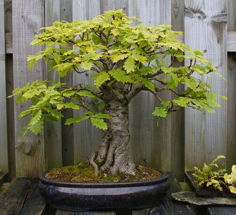 Maple Bonsai, Bonsai Tree Types, Beautiful Bonsai, Bonsai Tree Care, Bonsai Care, Bonsai Seeds, Bonsai Styles, Mini Bonsai, Bonsai Art