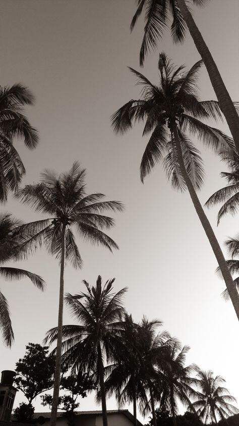 Palm tree sepia Aesthetic Palm Trees Wallpaper, Lockscreen Ideas Iphone, Palm Tree Wallpaper Iphone, Iphone Wallpaper Black And White, Palm Tree Aesthetic, Palm Tree Wallpaper, Palms Wallpaper, Black Palm Tree, Palm Trees Wallpaper