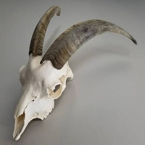 Goat Bone, Skull Reference, Black Phillip, Goat Skull, Animal Skeletons, Taxidermy Art, Vulture Culture, Animal Skull, Animal Bones