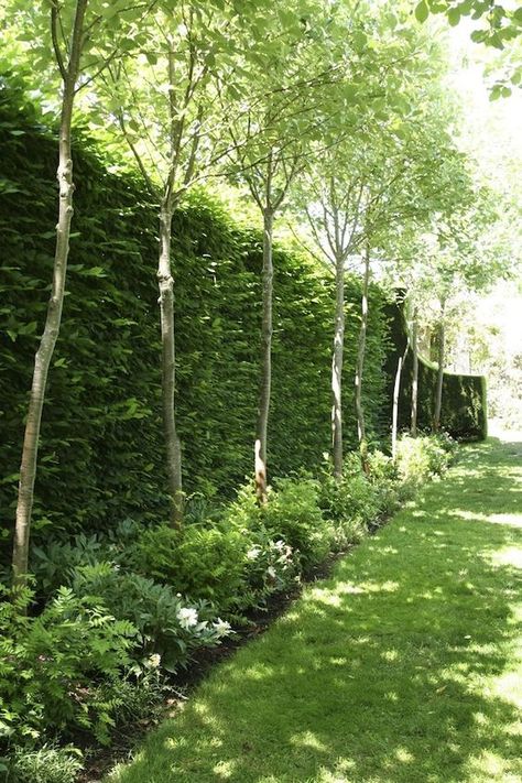 Evergreen hedging plants and shrubs are a popular way to create a living garden fence by using privacy plants. Description from pinterest.com. I searched for this on bing.com/images Landscaping Diy, Privacy Landscaping, Living Fence, Garden Privacy, Garden Screening, Garden Shrubs, Fence Landscaping, Landscape Designs, Have Inspiration