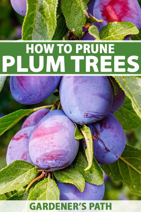 Pruning Plum Trees, Plum Tree Care, Japanese Plum Tree, Pruning Apple Trees, Fruit Trees Backyard, Plum Varieties, Prune Plum, Prune Fruit, Fruit Tree Garden