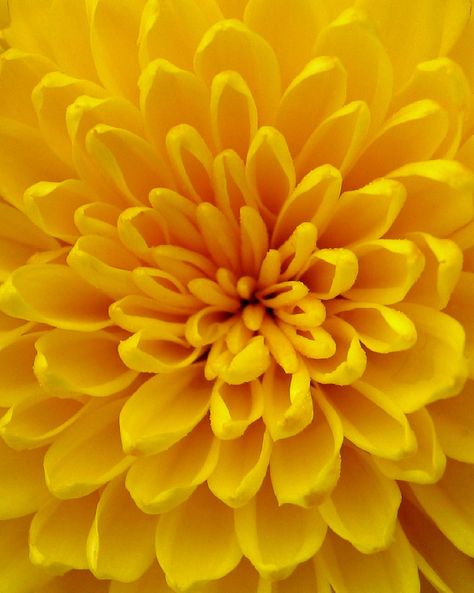 Beautiful Nature Photography, Nature Photography Flowers, Yellow Theme, Photography Flowers, Yellow Wallpaper, Yellow Aesthetic, Yellow Flower, Mellow Yellow, Shades Of Yellow