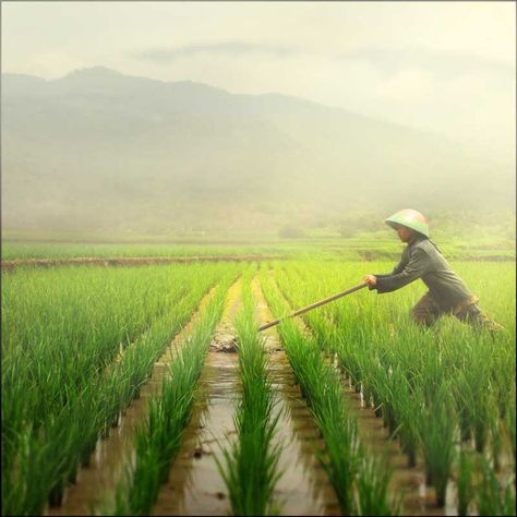 Rice Paddy, Rice Field, Farm Photography, Rice Terraces, East Indies, East Java, Interior Pictures, We Are The World, Village Life