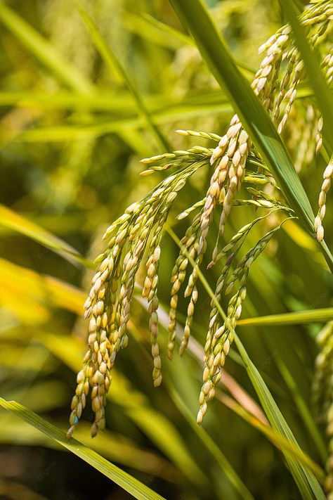 Paddy Rice In Summer Background Rice Crop Photography, Rice Plant Photography, Paddy Field Photography, Rice Field Photography, Cropping Photography, Rice Paddy Fields, Summer Background Images, Rice Farm, Rice Crop