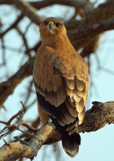 Tawny Eagle, Extinct Birds, Raptors Bird, Decoy Carving, Urdu Shayari, Poetry Urdu, Birds Of Prey, Birdy, Urdu Poetry