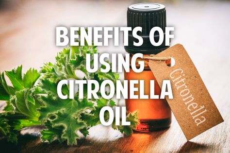 <thrive_headline click tho-post-37925 tho-test-244>5 Surprising Benefits of Citronella Oil</thrive_headline> Citronella Plant, Danette May, Citronella Oil, Homemade Oil, Citronella Candles, Organic Living, Oil Benefits, Health Nutrition, Great Job