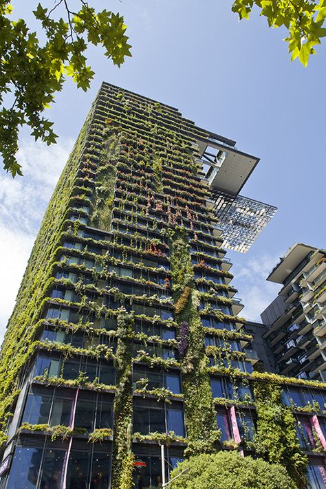 Our Fantastic Green Facade at One Central Park in Sydney 3 years on | Tensile Design & Construct One Central Park, Ecology Design, Green Facade, Vertical Landscape, Jean Nouvel, Vertical Farming, Green Roofs, Living Walls, Vertical Gardens