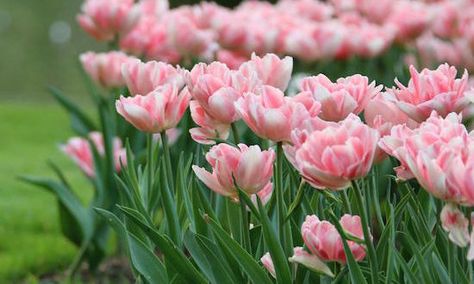 Tulip Peony, Longfield Gardens, Growing Bulbs, Perennial Flowers, Gardening Diy, Tulip Bulbs, Flower Bulbs, Spring Flowering Bulbs, Garden Services