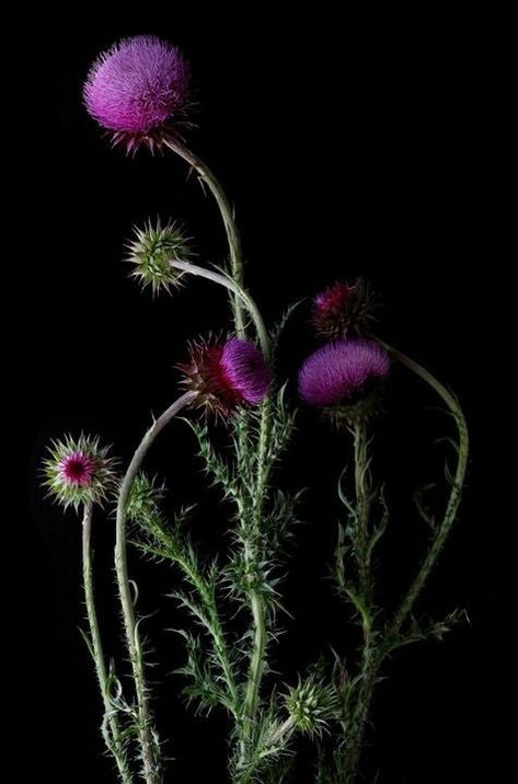 Thistle Photography, Flower Photography Art, Prairie Flowers, Scottish Flowers, Plant Study, Flowers In A Vase, Thistle Flower, Midnight Garden, Paper Cut Art