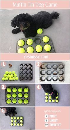 Katt Grejer, Diy Dog Toys, Cesar Millan, Dog Enrichment, Diy Dog Bed, Dog Games, Dog Hacks, Dog Activities, Dog Obedience