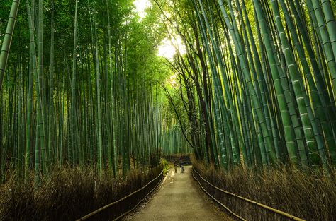 Explore rbharath88's photos on Flickr. rbharath88 has uploaded 160 photos to… Bamboo Forest Japan, National Geographic Wallpaper, Bamboo Grove, About Japan, Wanderlust Photography, Monterey Bay Aquarium, Dream List, Colorful Places, Bamboo Forest