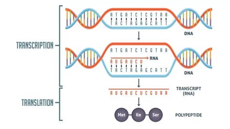 Transcription vs Translation Worksheet | Technology Networks Dna Transcription And Translation, Dna Transcription, Cool Girl Monologue, Dna And Rna, Dna Polymerase, Rna Polymerase, Diy Homesteading, Bio Notes, Science Inquiry