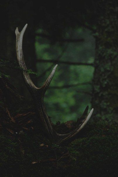 Dark Naturalism, The Ancient Magus Bride, Dark Green Aesthetic, Slytherin Aesthetic, Dragon Age Inquisition, Green Power, Band Pictures, Green Forest, Dark Forest