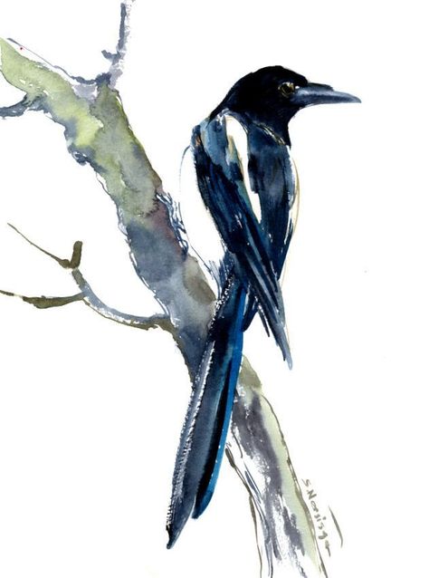 Magpie Painting, Magpie Art, Magpie Bird, Illustration Bird, Watercolor Birds, Bird Artwork, Bird Pictures, Watercolor Bird, Sumi E