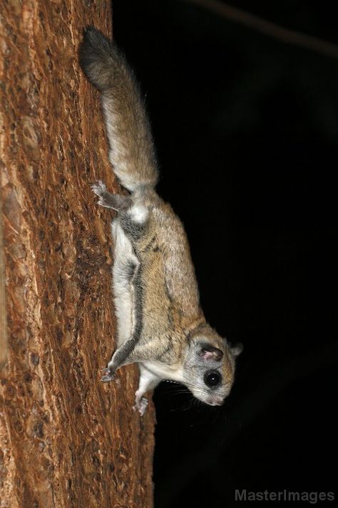 Northern Flying Squirrel Northern Flying Squirrel, Flying Squirrel, Web Gallery, Arachnids, Snakes, Pet Birds, Mammals, Insects, Birds